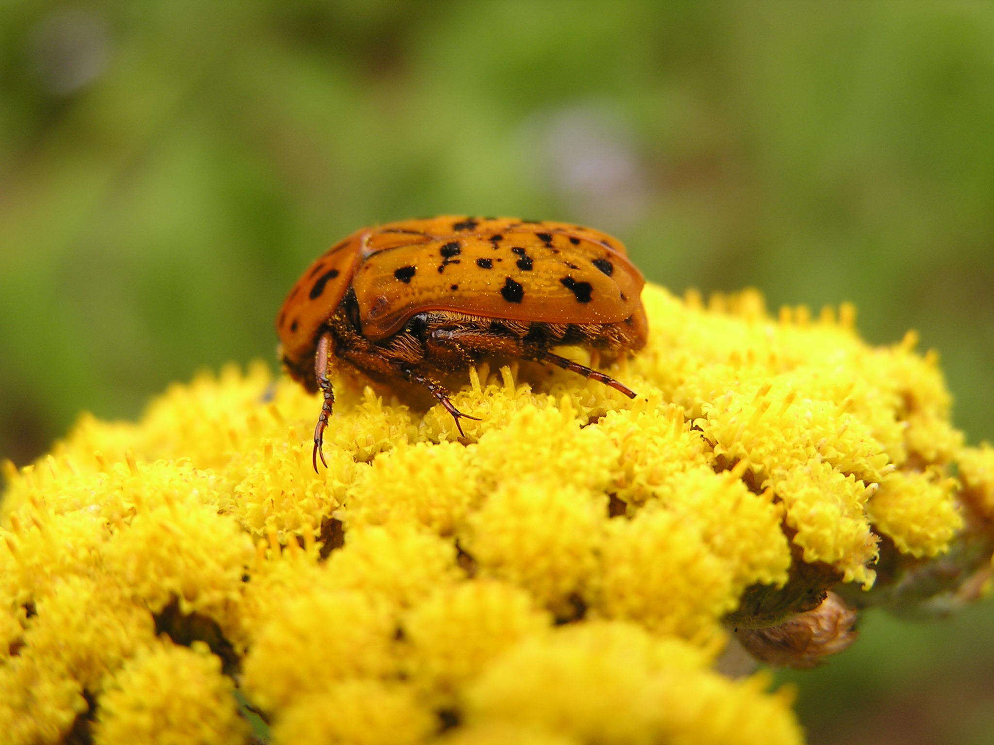 Image of Atrichelaphinis nigropunctulata (Péringuey 1896)