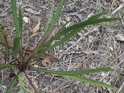 Image of Cephalaria humilis (Thunb.) Roem. & Schult.