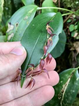 Image of Pleurothallis rowleei Ames