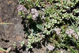 Image of Ruschia putterillii (L. Bol.) L. Bol.