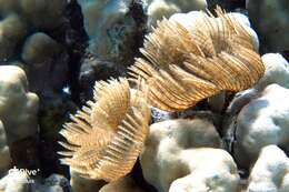 Image of Indian feather duster worm