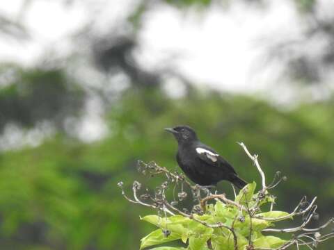 Image of Sooty Chat