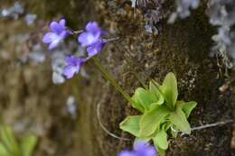 Imagem de Pinguicula dertosensis (Cañig.) G. Mateo Sanz & M. B. Crespo Villalba