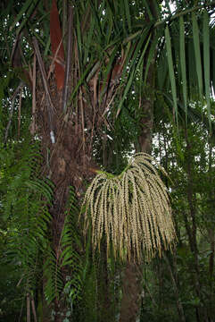 Image of Dypsis perrieri (Jum.) Beentje & J. Dransf.