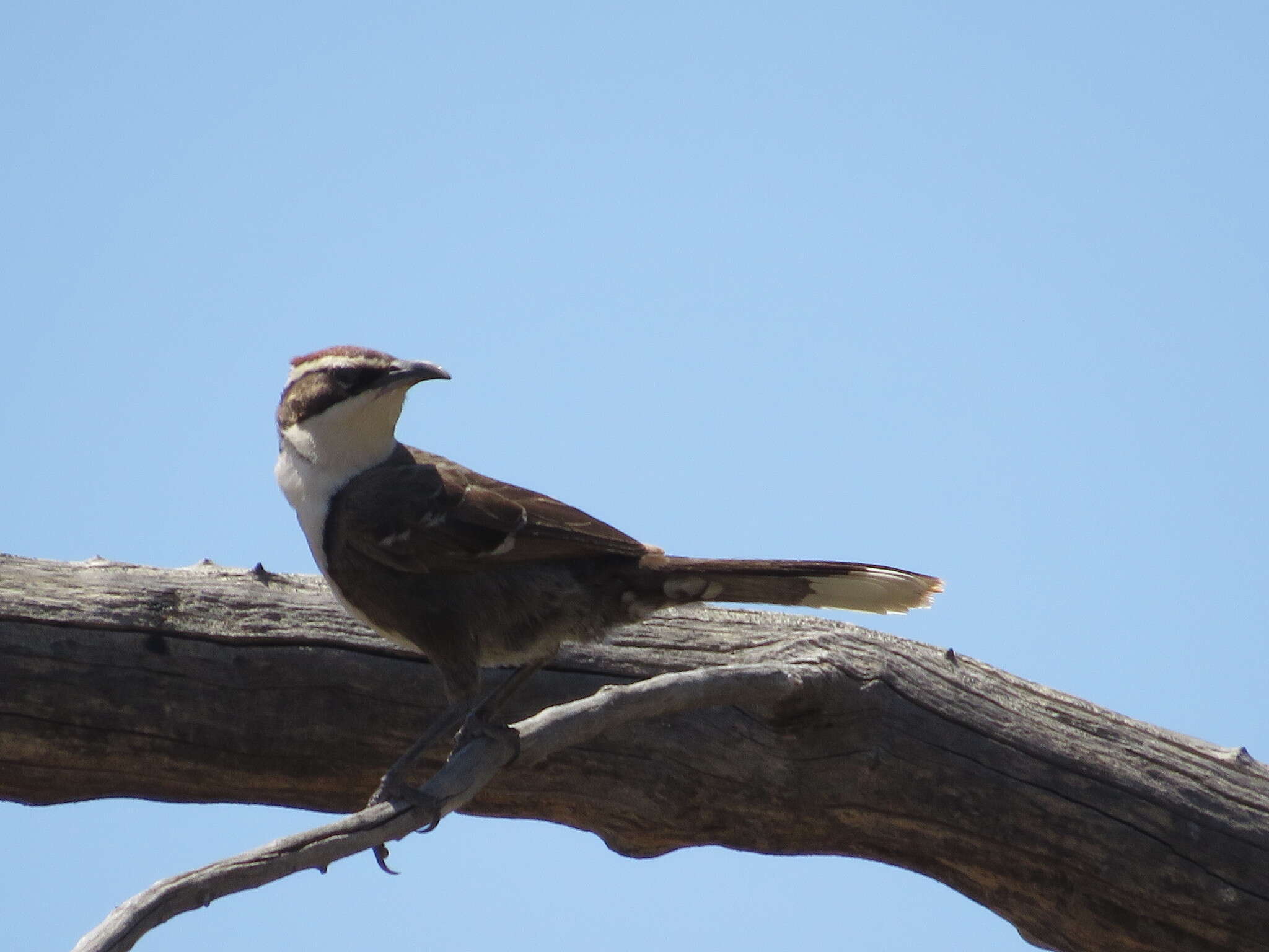 Image of Chestnut-crowned Babbler