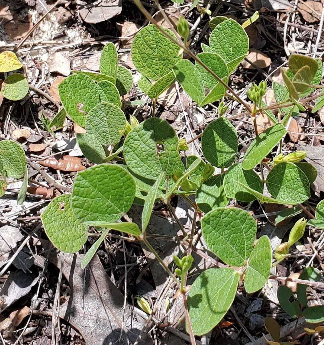 Слика од Rhynchosia cinerea Nash