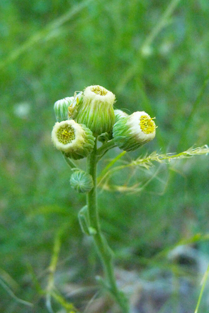 Слика од Erigeron primulifolius (Lam.) Greuter