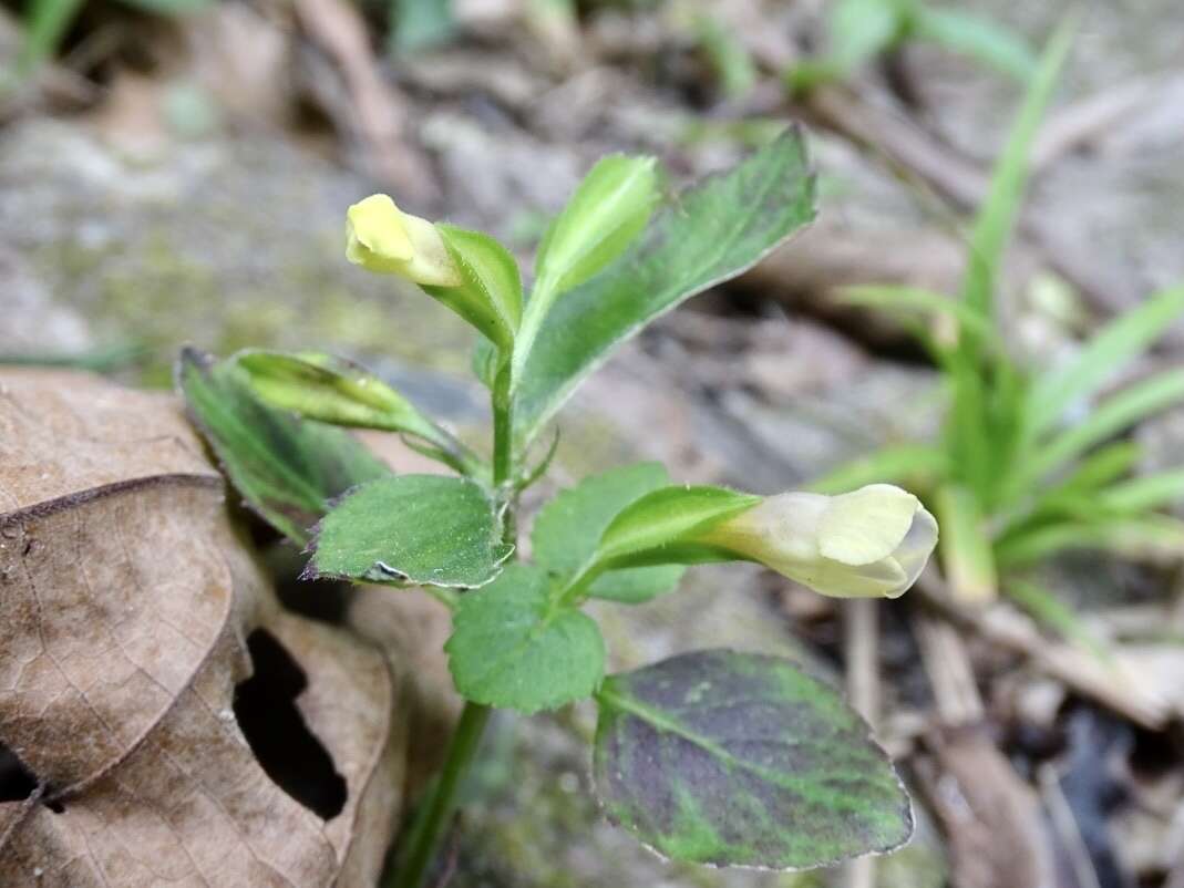 Image of Torenia flava Buch.-Ham. ex Benth.