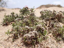 Image of Limonium papillatum (Webb & Berth.) Kuntze