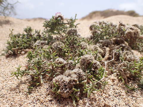 Limonium papillatum (Webb & Berth.) Kuntze的圖片