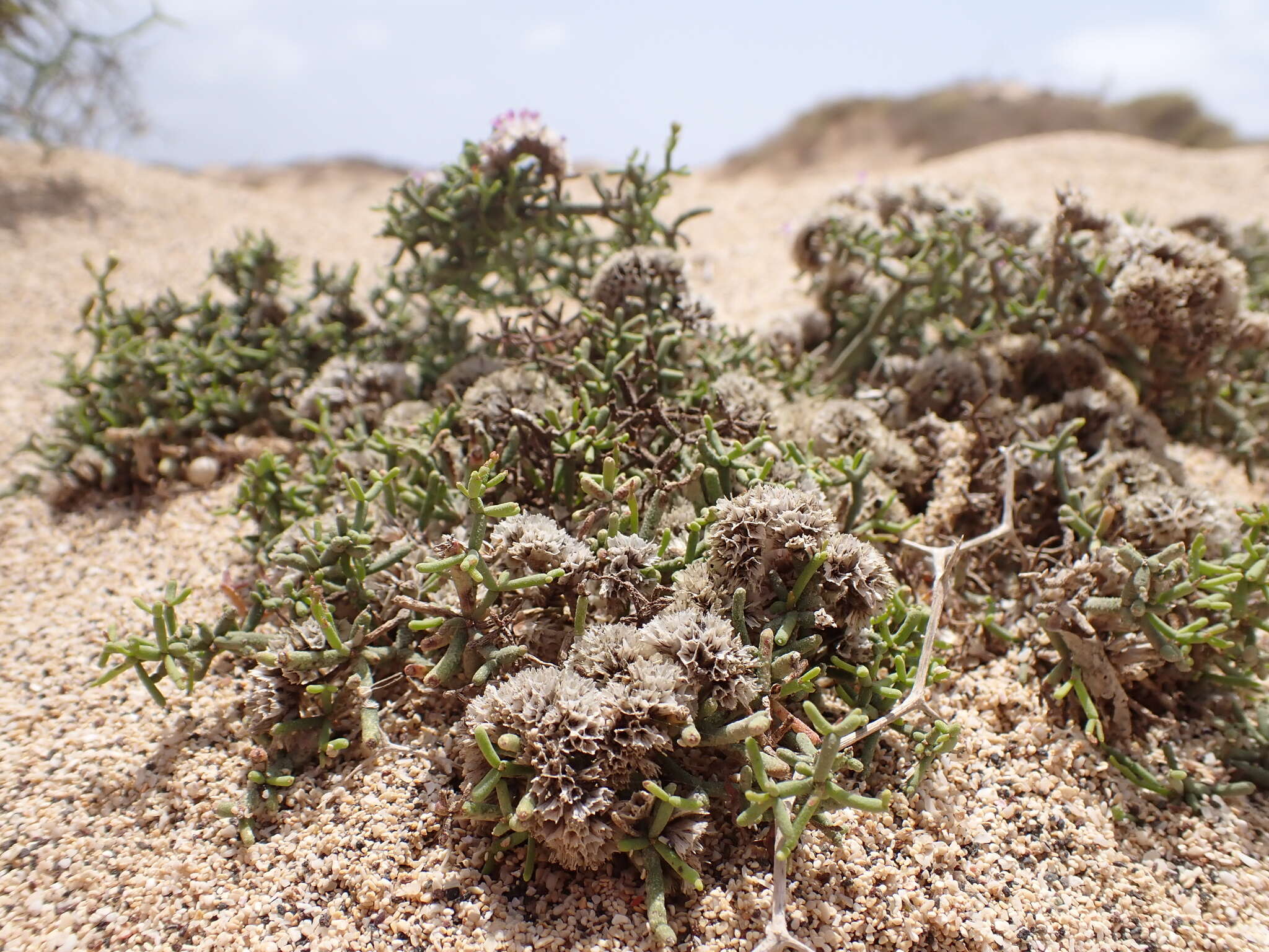 Image of Limonium papillatum (Webb & Berth.) Kuntze