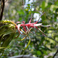 Image of Tillandsia streptophylla Scheidw.