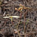 Image of Stylidium rupestre Sond.