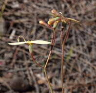 Image of Stylidium rupestre Sond.