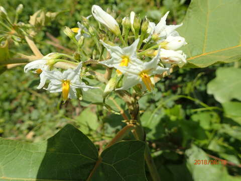 Imagem de Solanum torvum Swartz