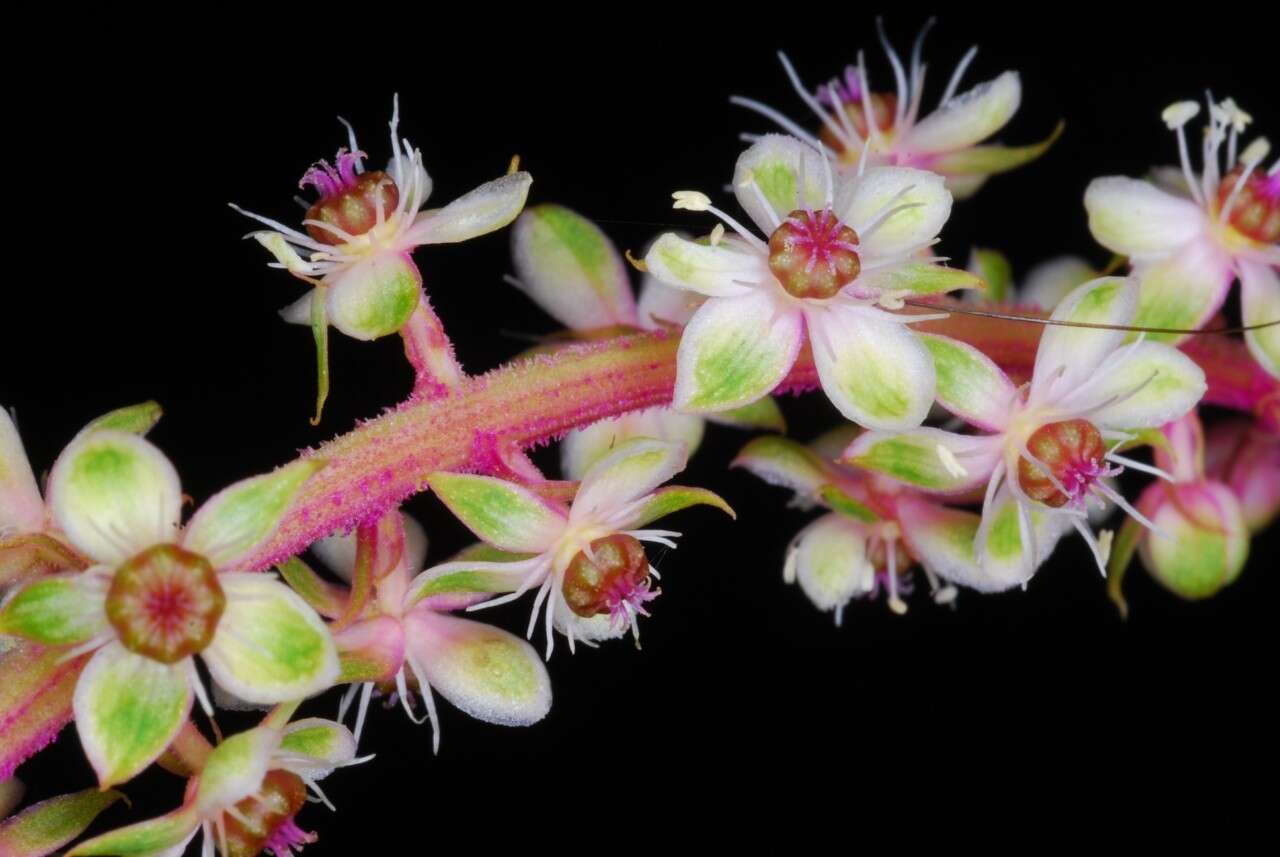 Image of Mexican pokeweed