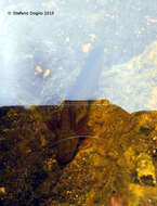 Image of Italian crested newt