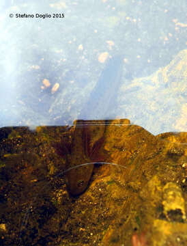 Image of Italian crested newt