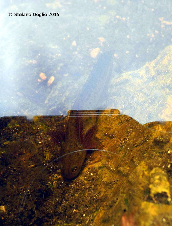 Image of Italian crested newt