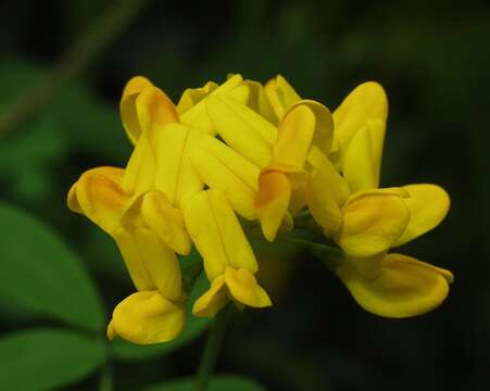 Image de Coronilla valentina subsp. speciosa (Hrabetova) Greuter & Burdet