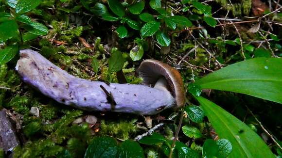 Image of Cortinarius seidliae Ammirati, Niskanen & Liimat. 2015