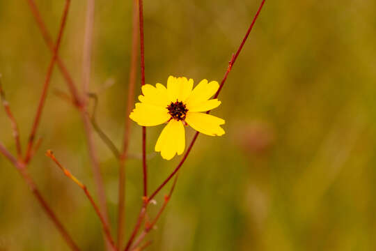 Image of coastal plain tickseed