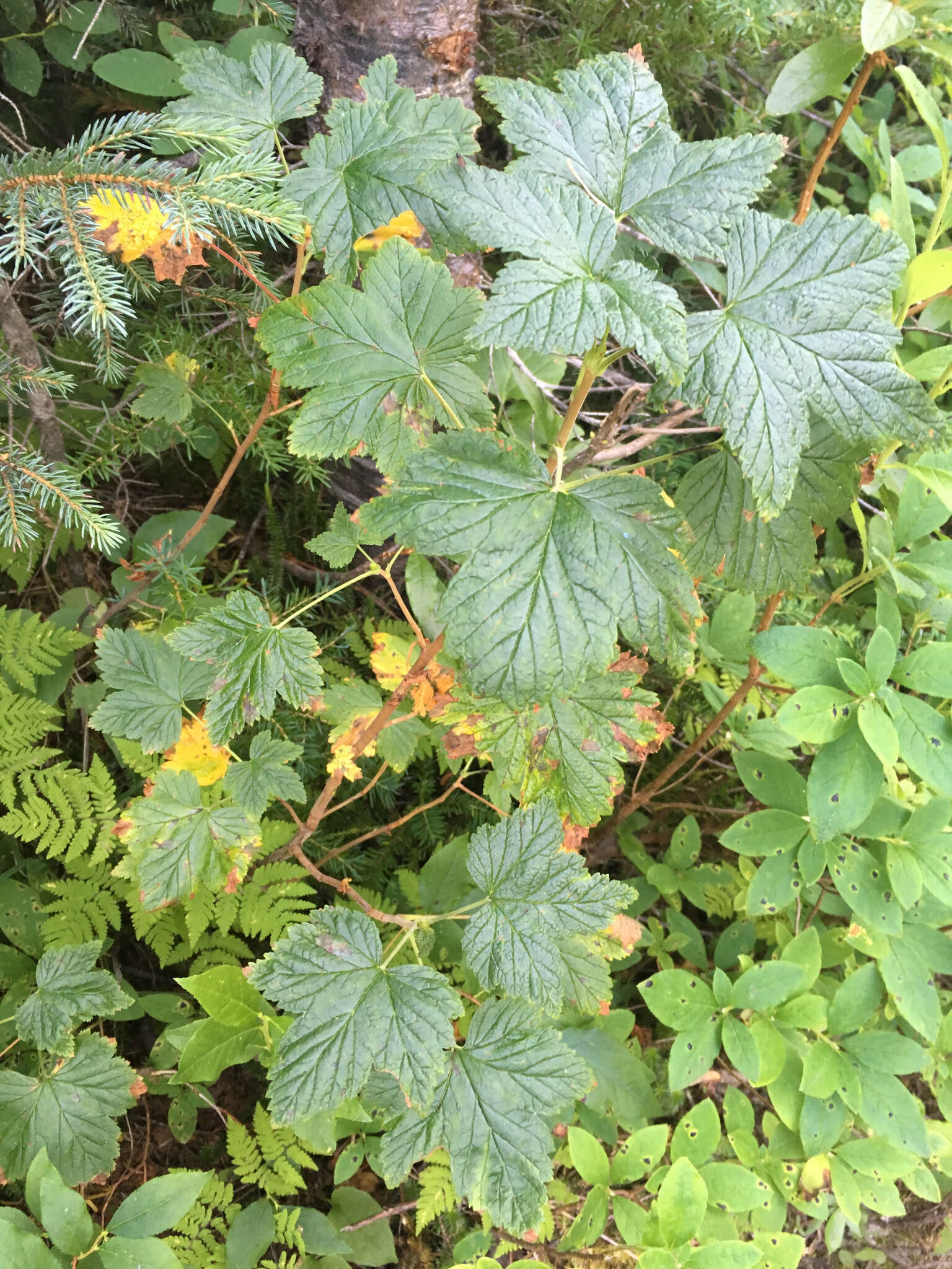 Image of trailing black currant