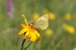 Image de <i>Colias palaeno europomene</i> Ochsenheimer 1816