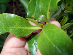 Image of Myoporum semotum Heenan & de Lange