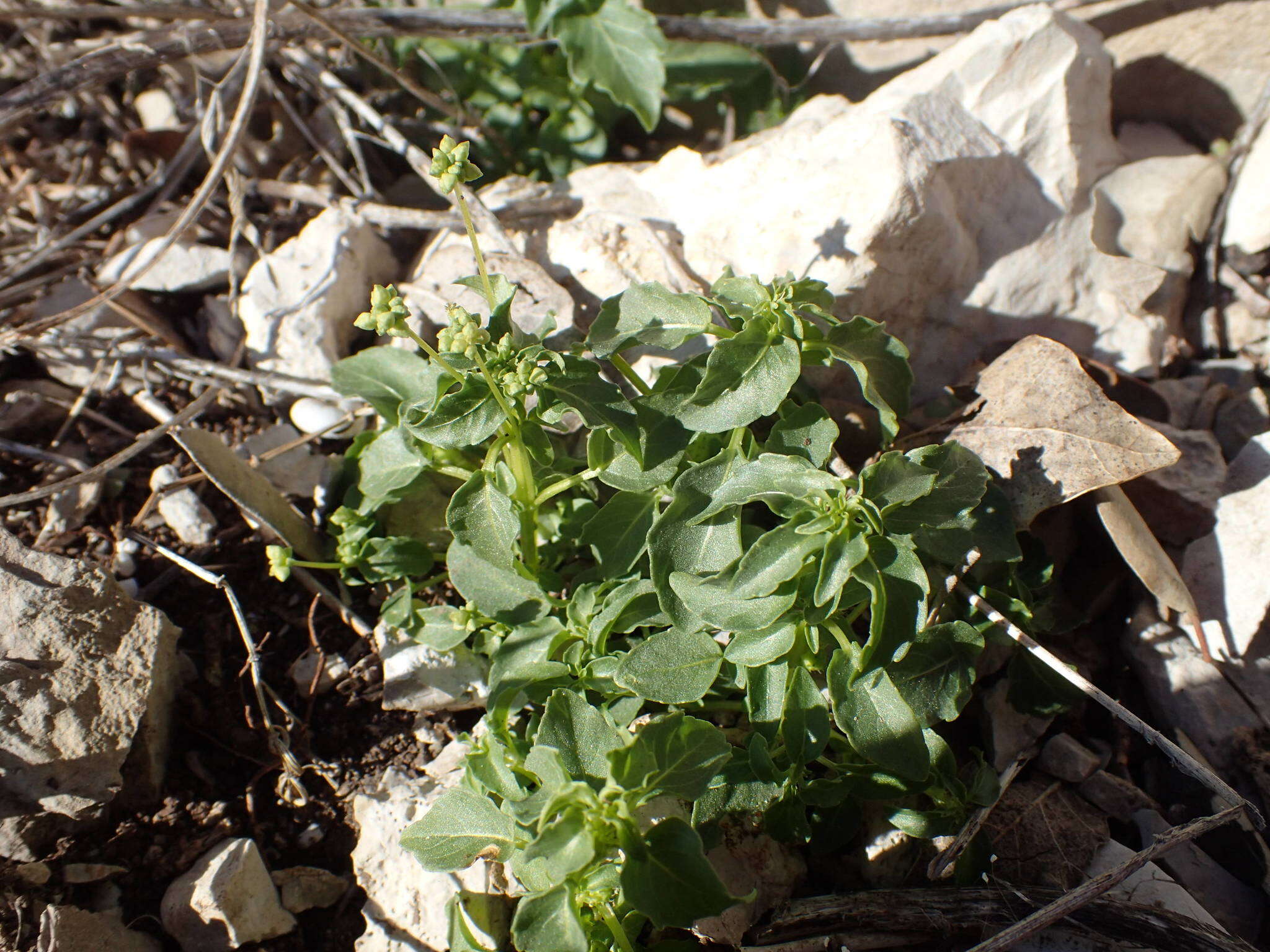 Image of Mercurialis huetii Hanry