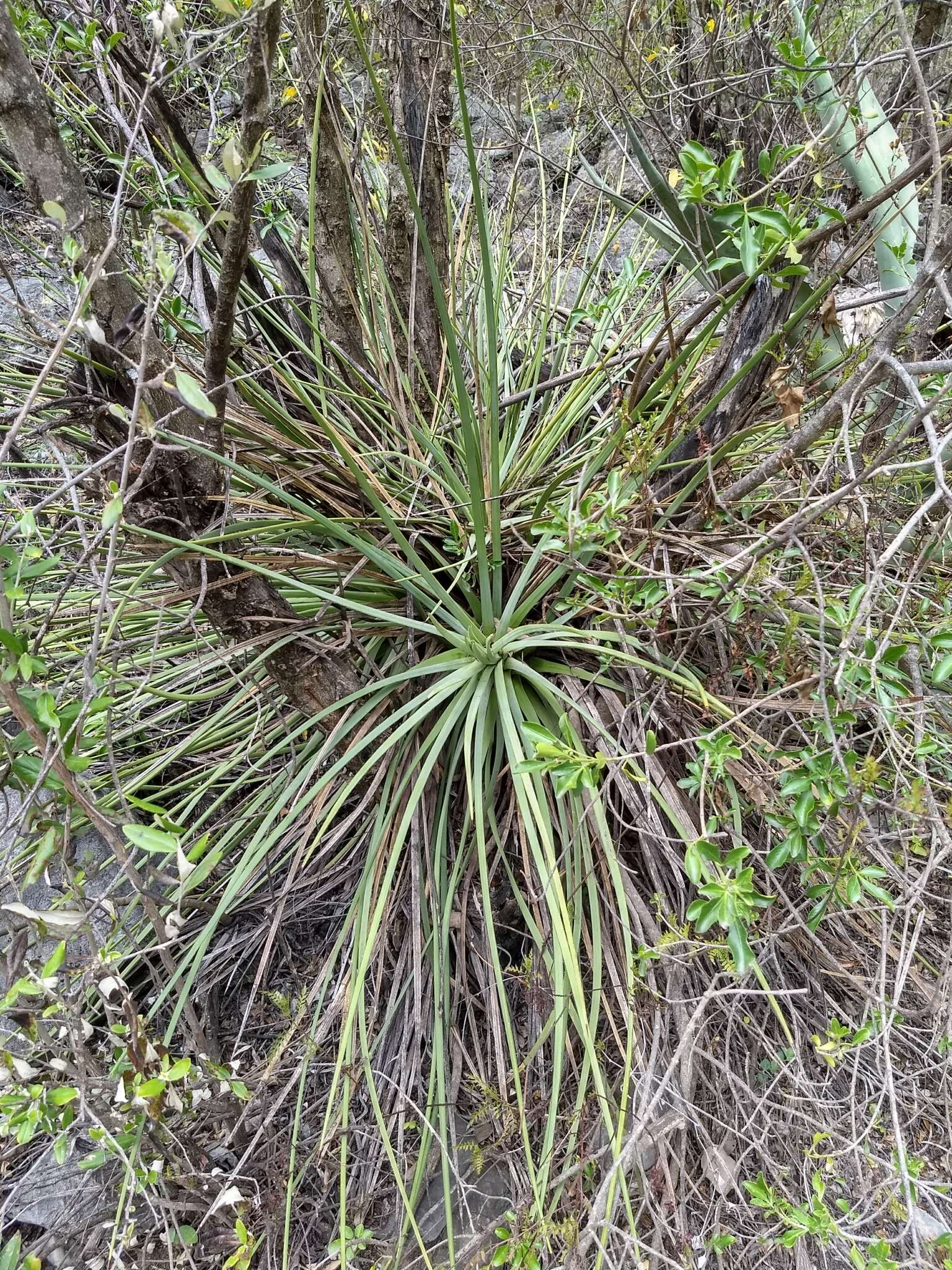 صورة Agave striata subsp. falcata (Engelm.) Gentry