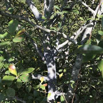 Image of Woolly Apple Aphid