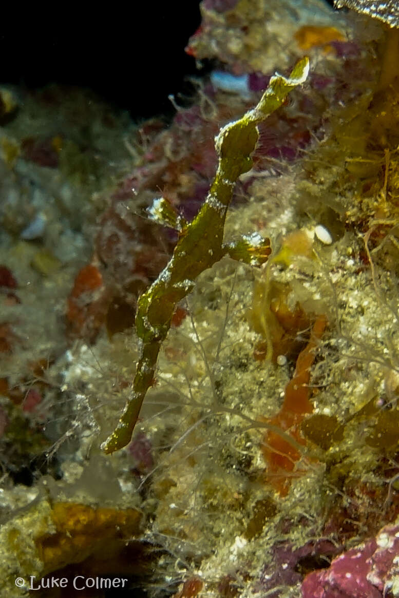 Image of Halimeda ghostpipefish