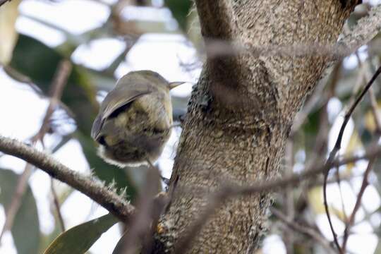 Image of Hawaii Creeper