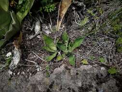 Слика од Agave salmiana subsp. crassispina (Trel.) Gentry