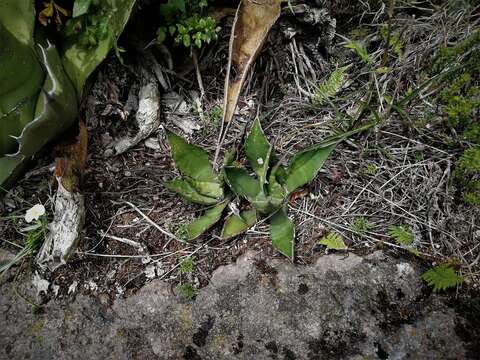 Image of Agave salmiana subsp. crassispina (Trel.) Gentry