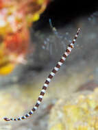 Image of Broad-banded pipefish