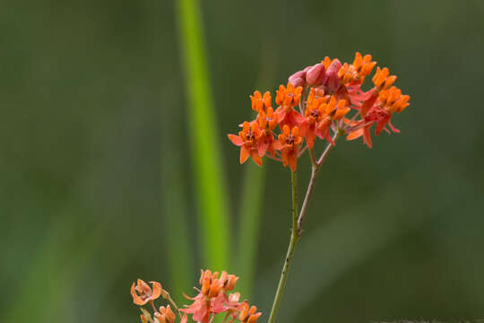 Image of fewflower milkweed