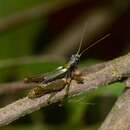 Plancia ëd Pseudanniceris amazonicus Descamps 1977