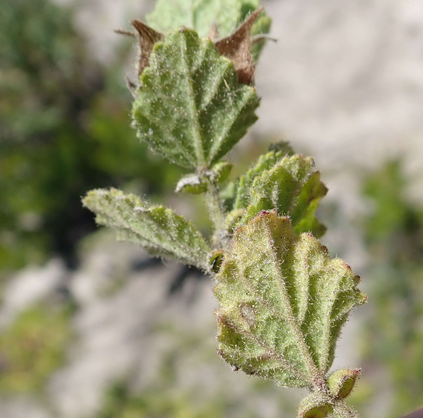 Image of Anisodontea scabrosa (L.) D. M. Bates