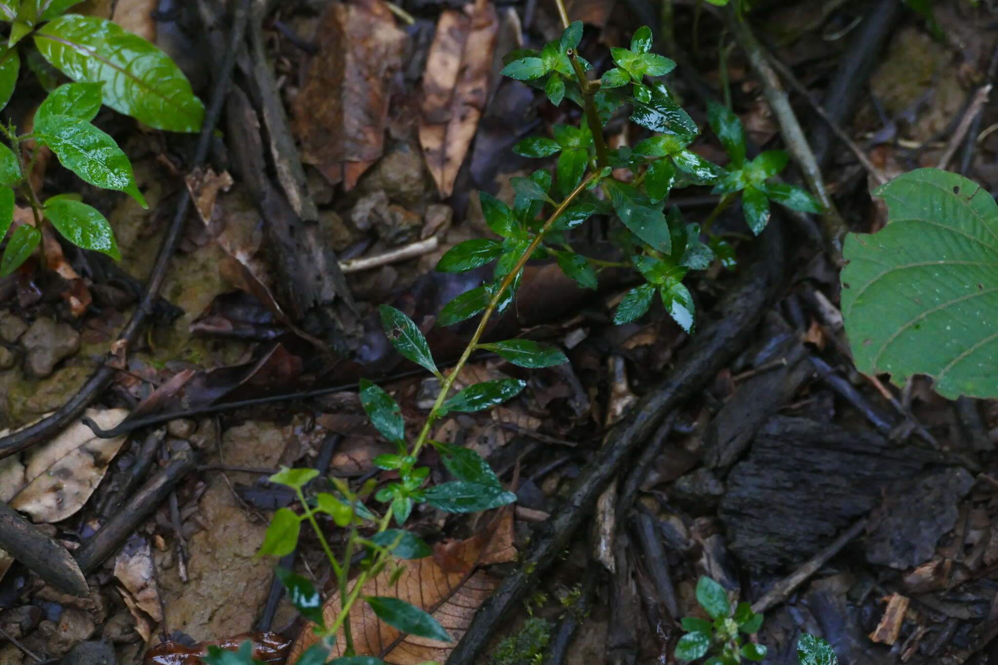 Imagem de Sauvagesia erecta L.