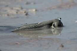 Image of Blue-spotted mud-hopper