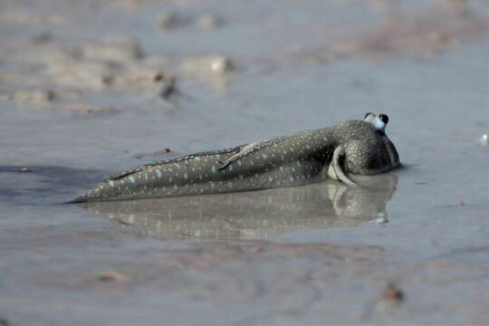 Image of Blue-spotted mud-hopper