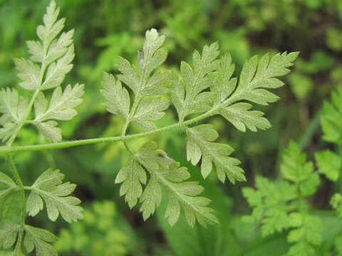 Image of Plasmopara chaerophylli