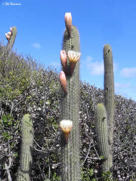 Trichocereus chiloensis subsp. litoralis resmi