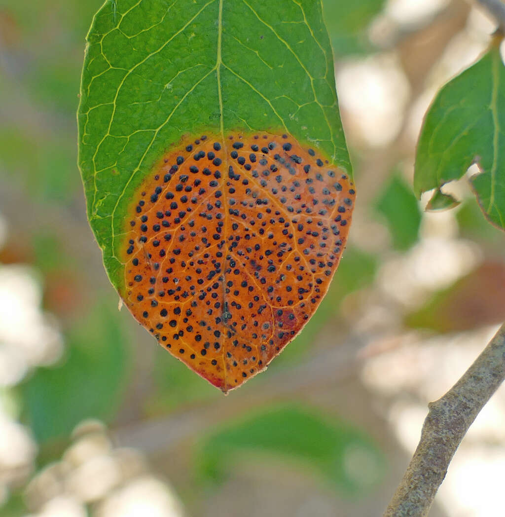 Sivun Ophiodothella vaccinii Boyd 1934 kuva