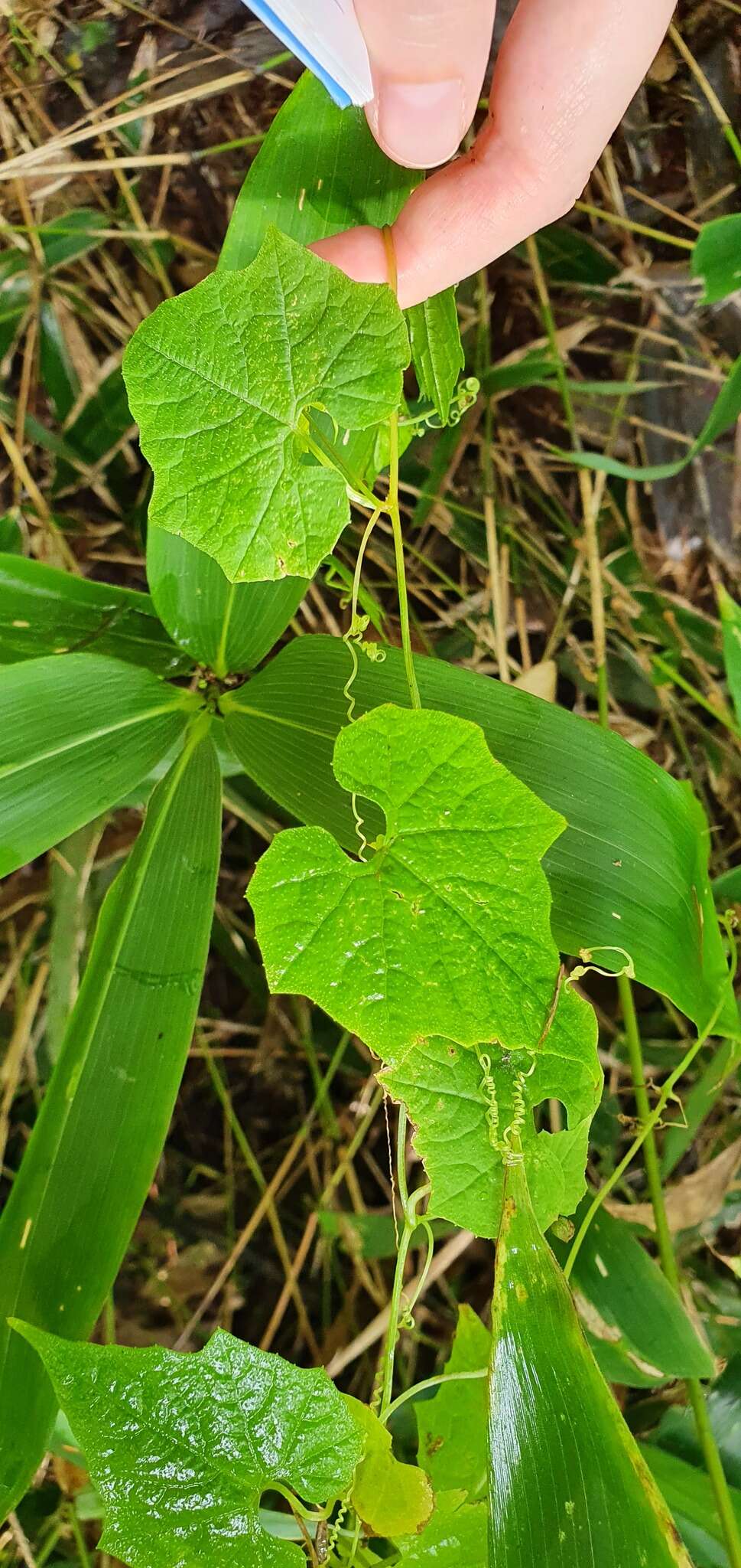 Sivun Schizopepon bryoniifolius Maxim. kuva