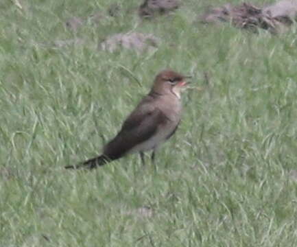 Image of Black-winged Pratincole