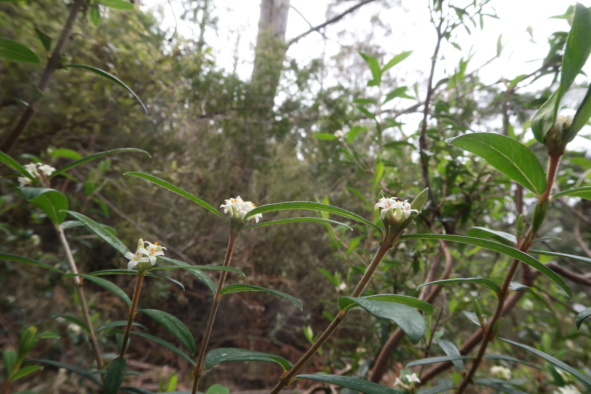 Image of Pimelea drupacea Labill.