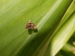 Image of Choreutis sexfasciella Sauber 1902